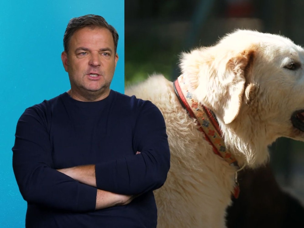 Hundetrainer Martin Rütter ist erschüttert über die Geschichte von Willi (B.) und Bruno. (Bild: RTL)