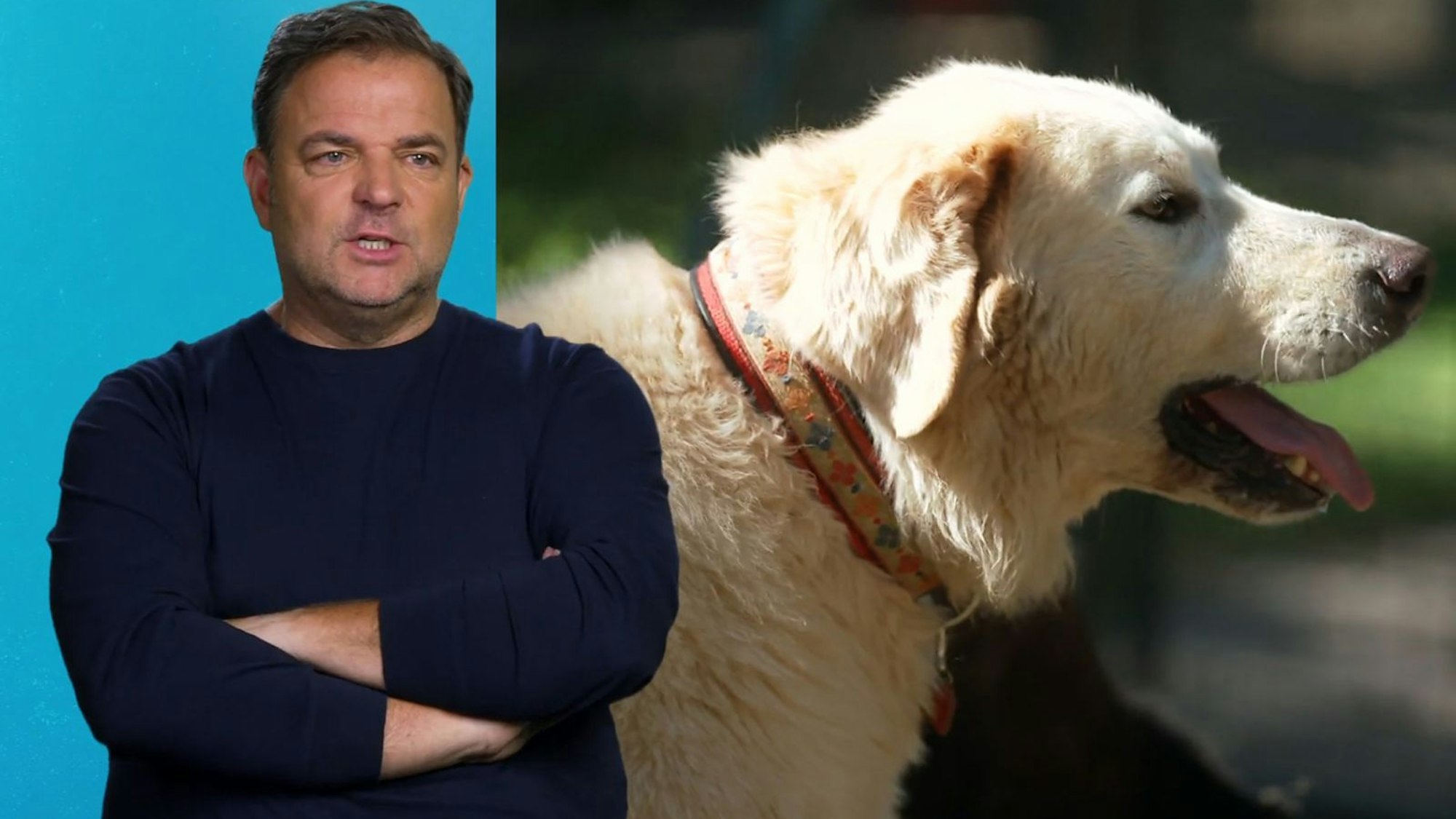 Hundetrainer Martin Rütter ist erschüttert über die Geschichte von Willi (B.) und Bruno. (Bild: RTL)