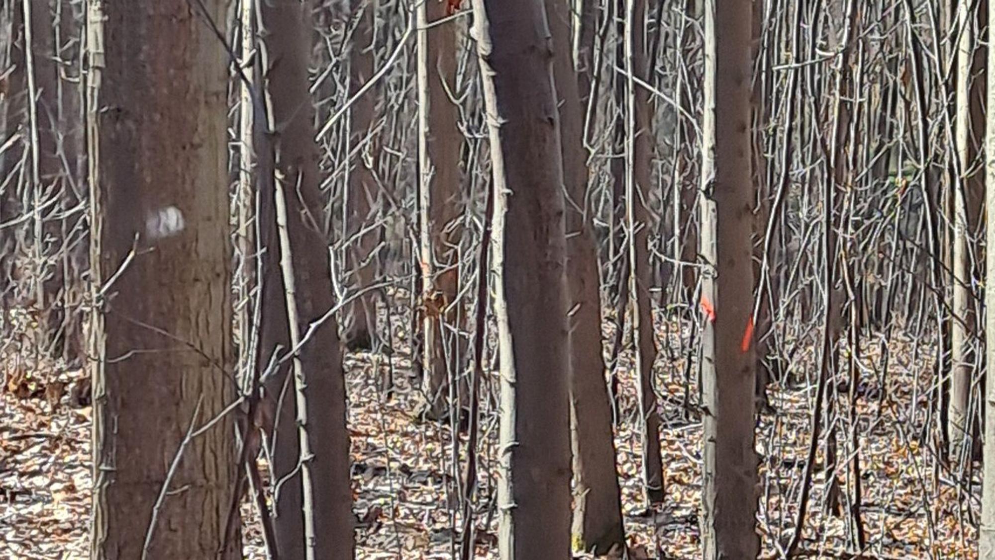 Zwei mit Markierungen versehene Bäume in einem dichten Wald.