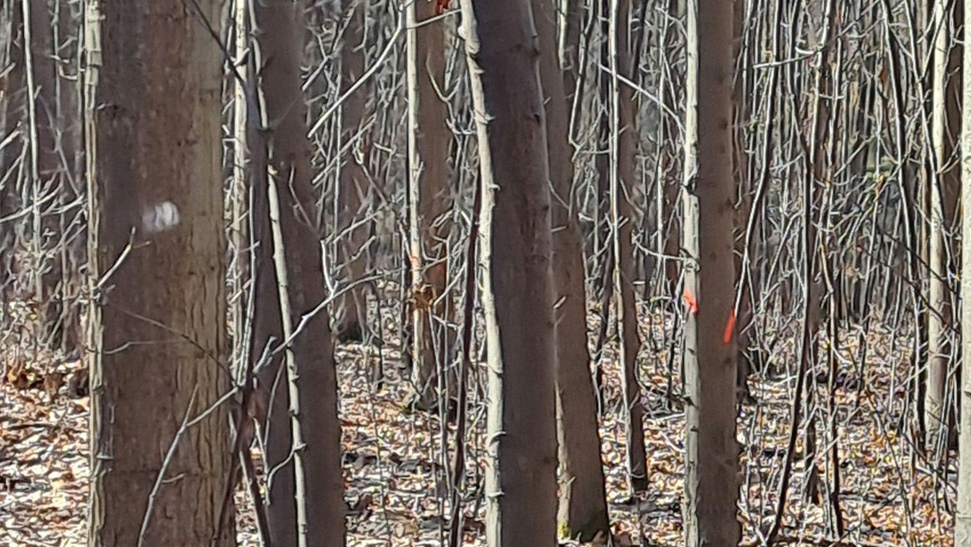 Zwei mit Markierungen versehene Bäume in einem dichten Wald.