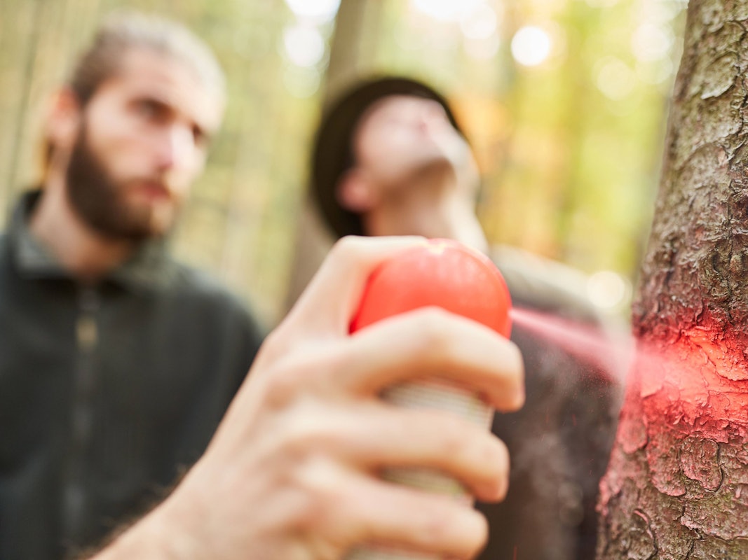 Hand mit Sprühdose markiert einen Baum in der Holzernte.