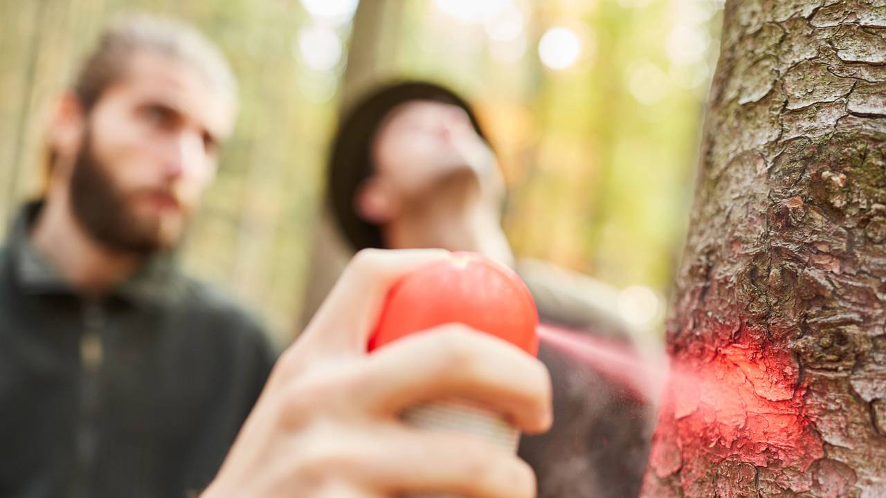 Hand mit Sprühdose markiert einen Baum in der Holzernte.