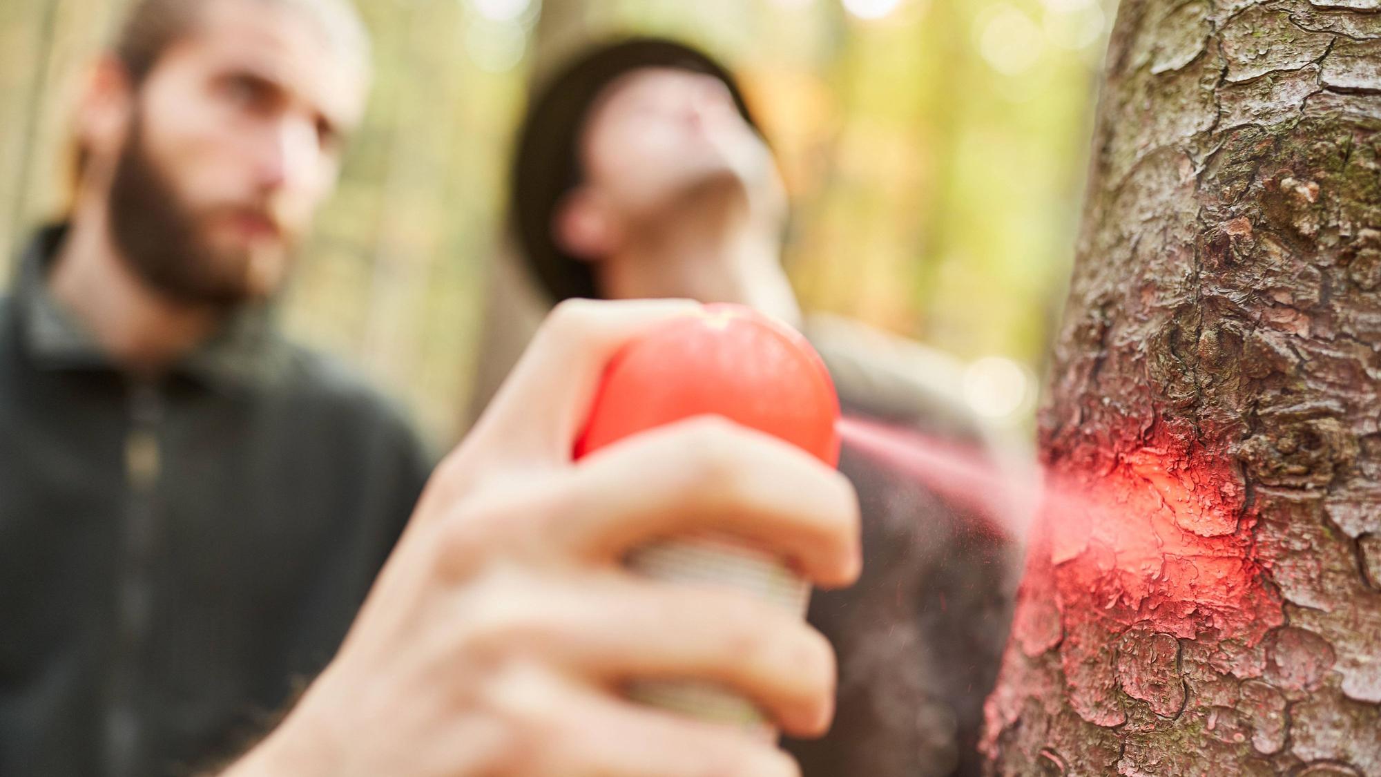 Hand mit Sprühdose markiert einen Baum in der Holzernte.