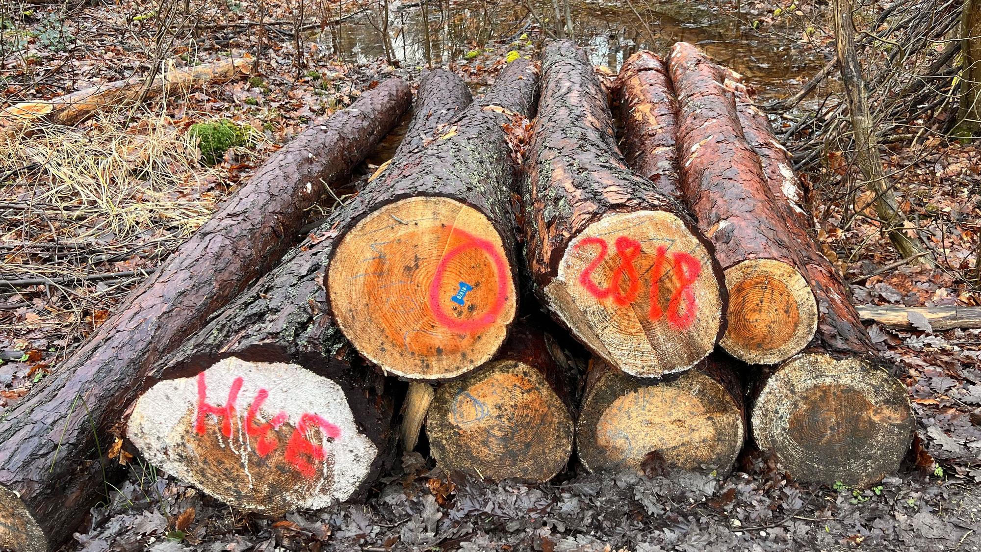 Holzpolter im Gielsdorfer Wald