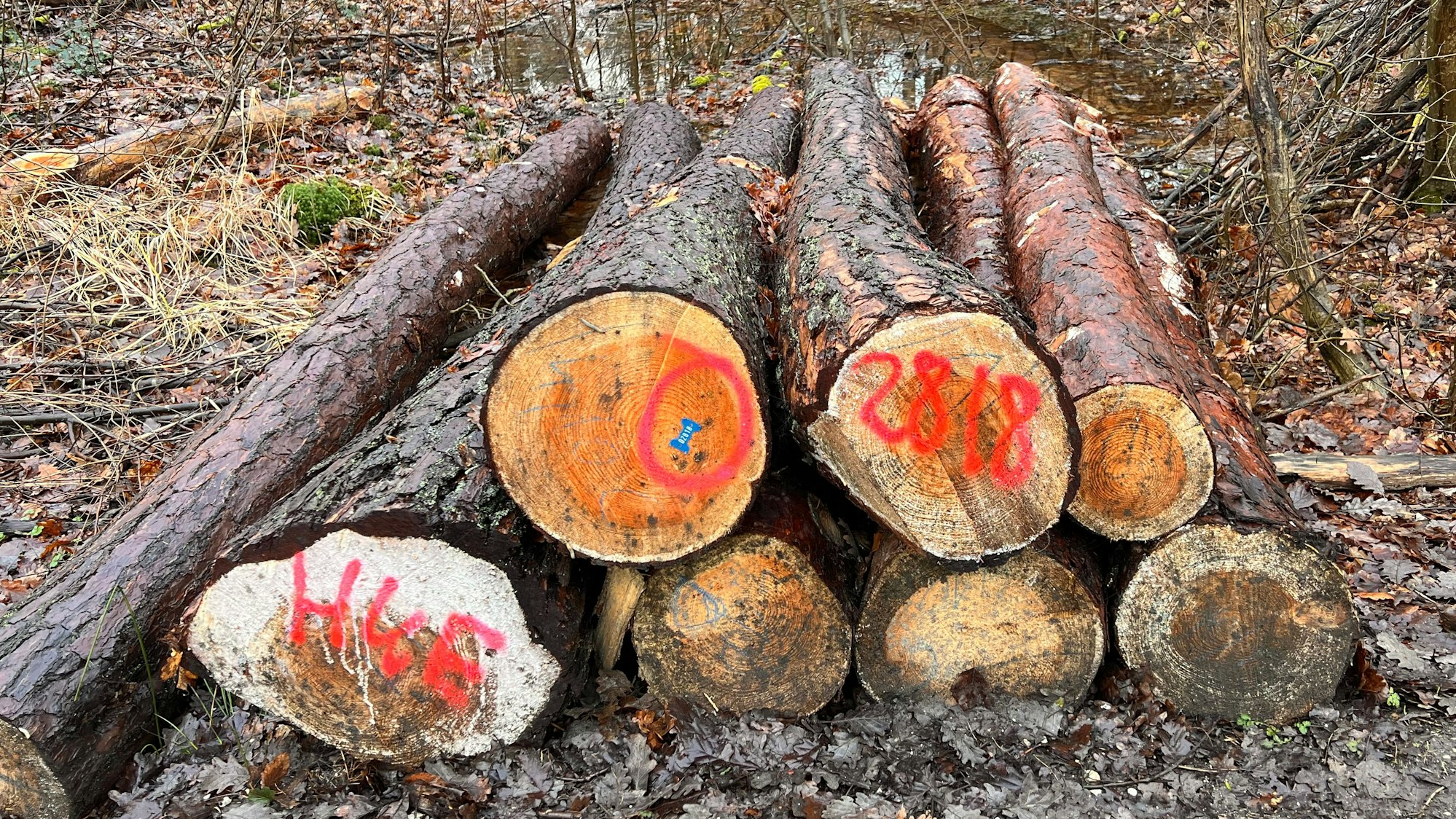 Holzpolter im Gielsdorfer Wald