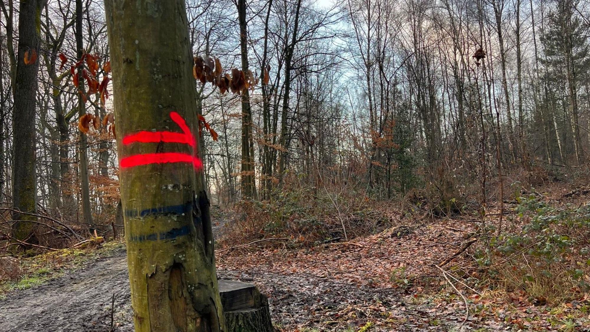 Rückegasse im Gielsdorfer Wald