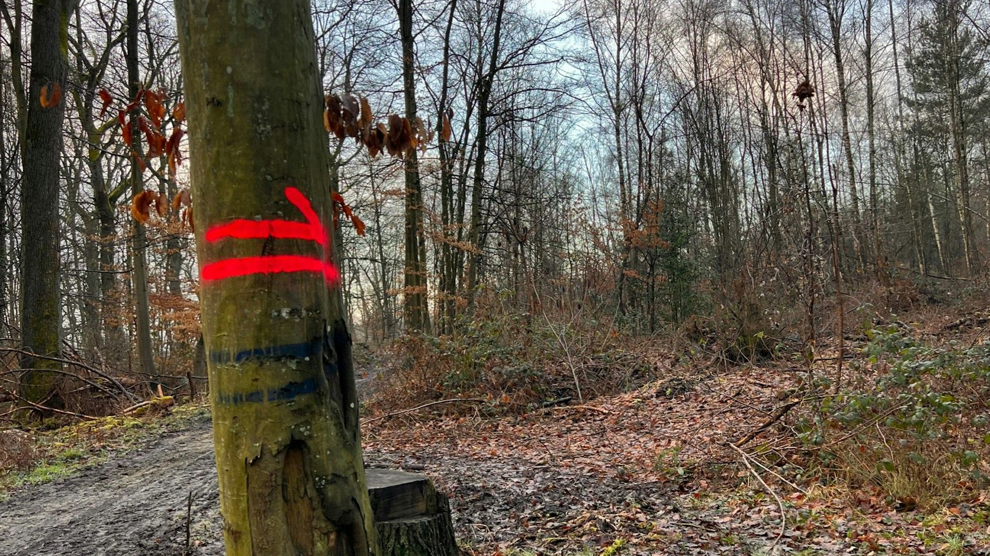Rückegasse im Gielsdorfer Wald