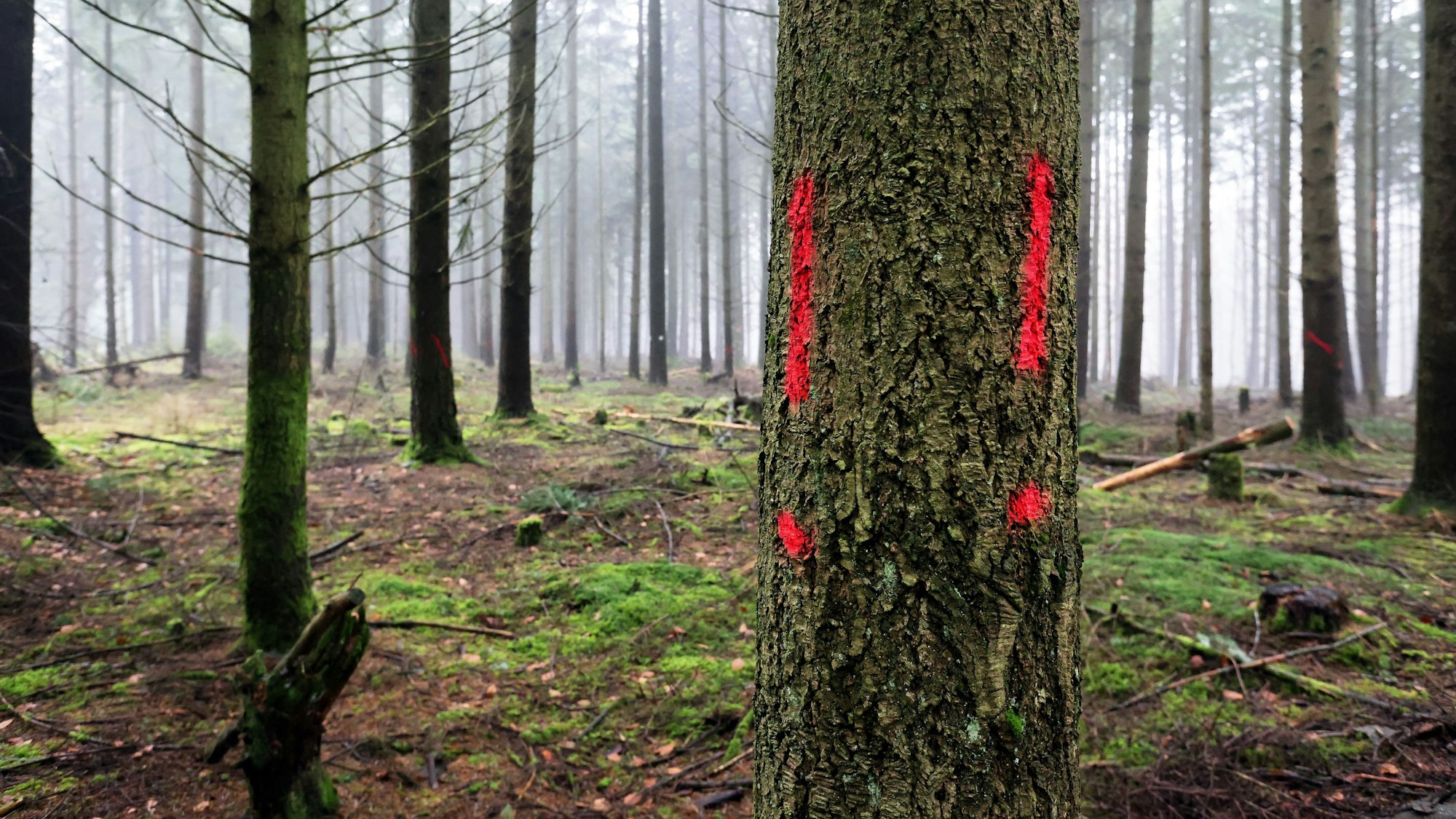 Ein Fichtenstamm ist mit Ausrufereichen markiert