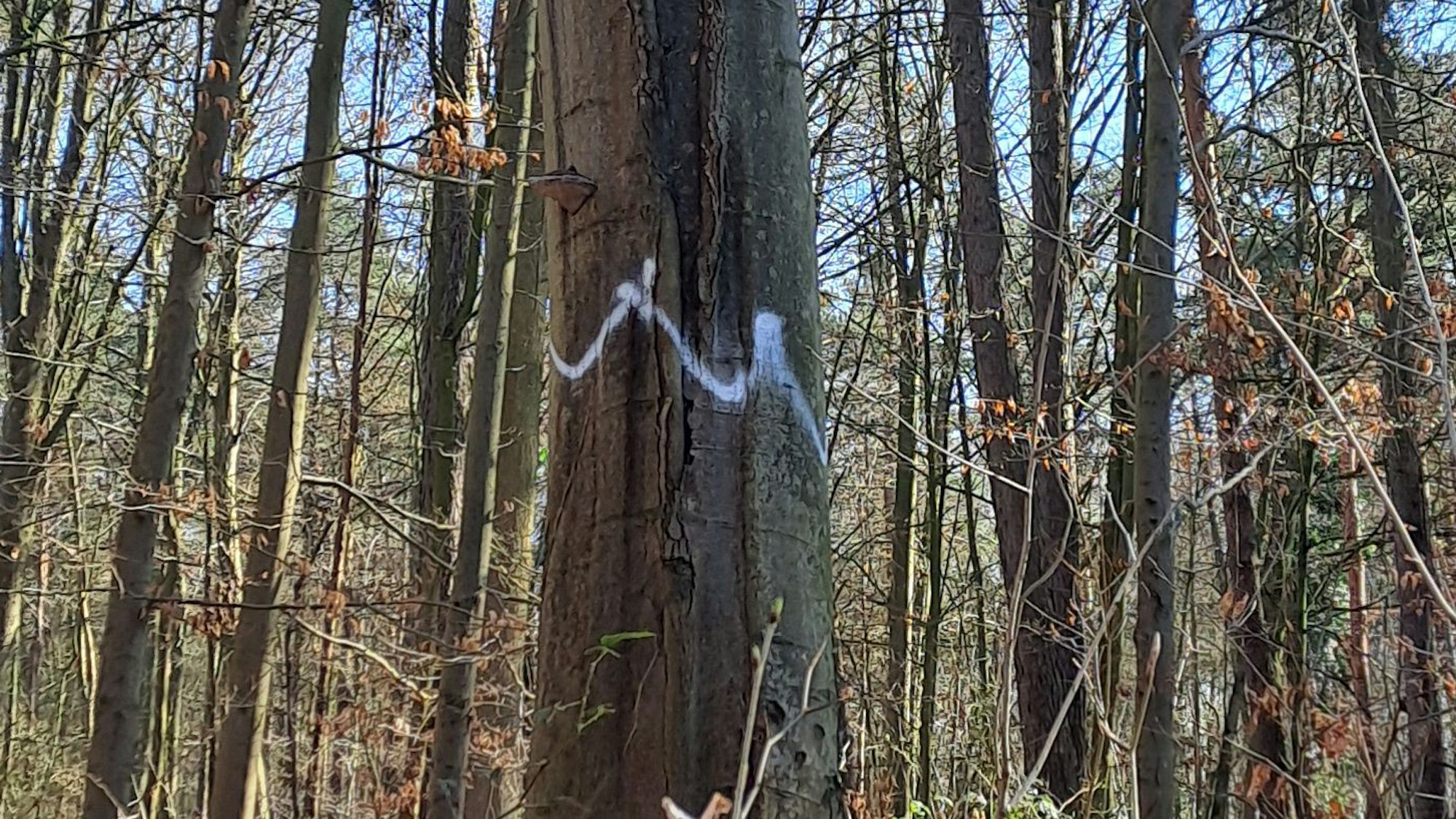 Baummarkierungen im Revier Kottenforst-Ville