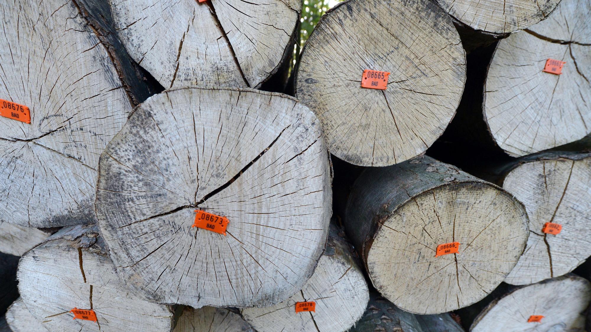 Buchenstämme mit kleinen Plastiknummernschildern liegen gestapelt in einem Wald.