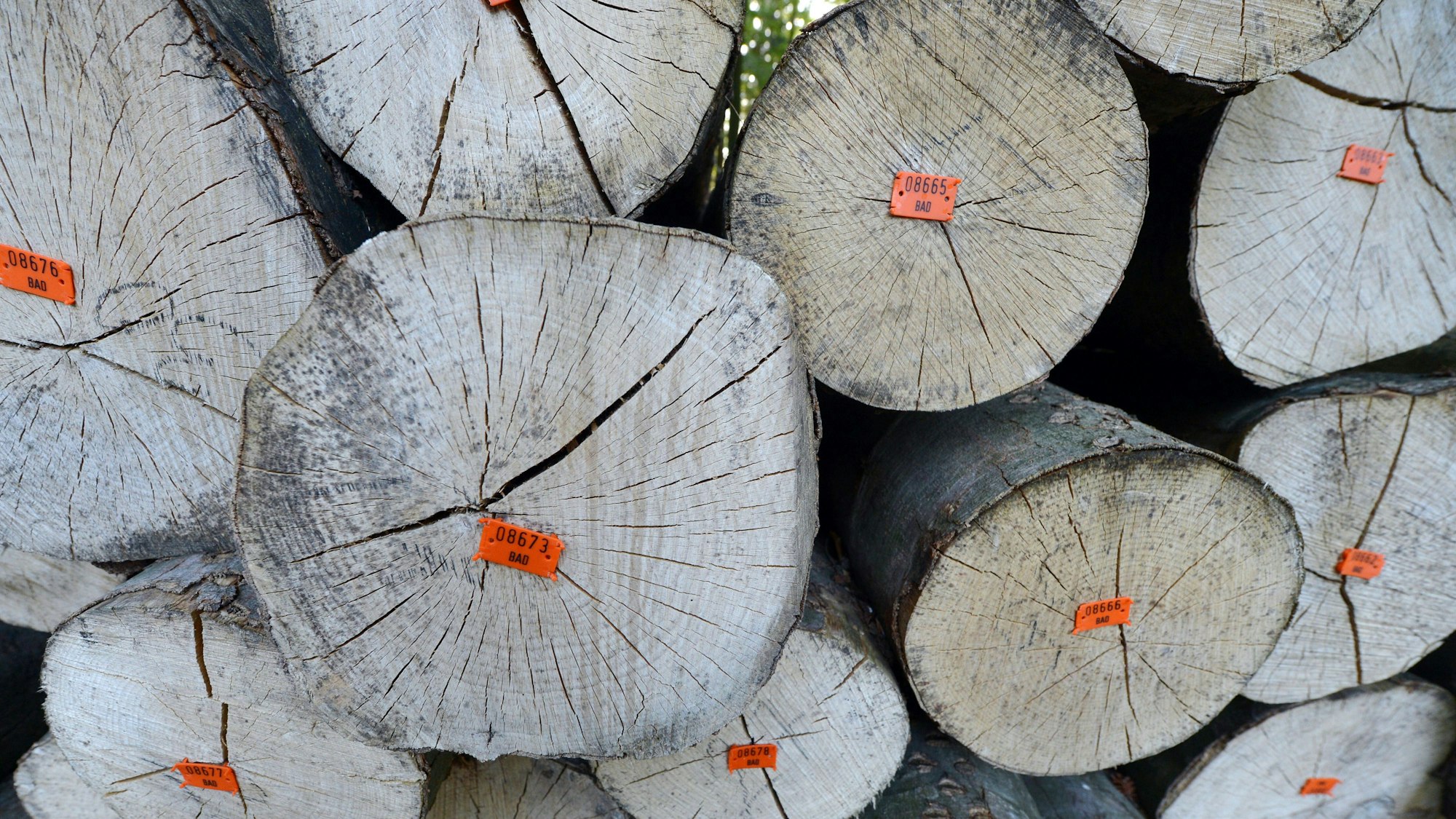 Buchenstämme mit kleinen Plastiknummernschildern liegen gestapelt in einem Wald.