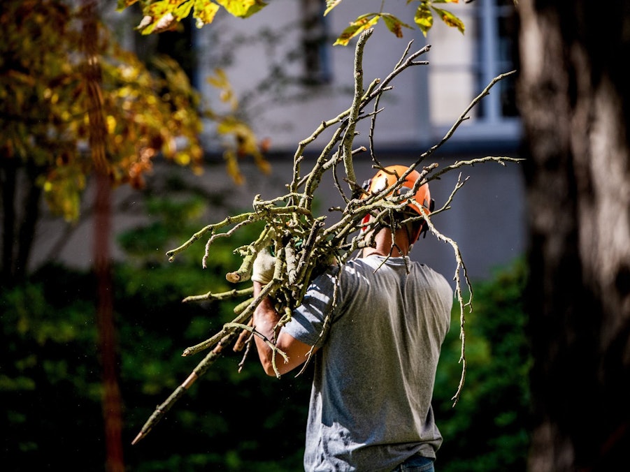Mann trägt abgesägte Äste