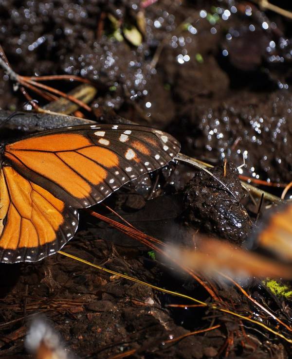 Monarchfalter in Mexiko