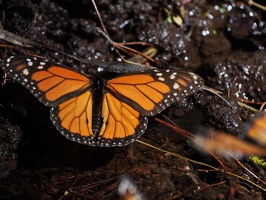 Monarchfalter in Mexiko