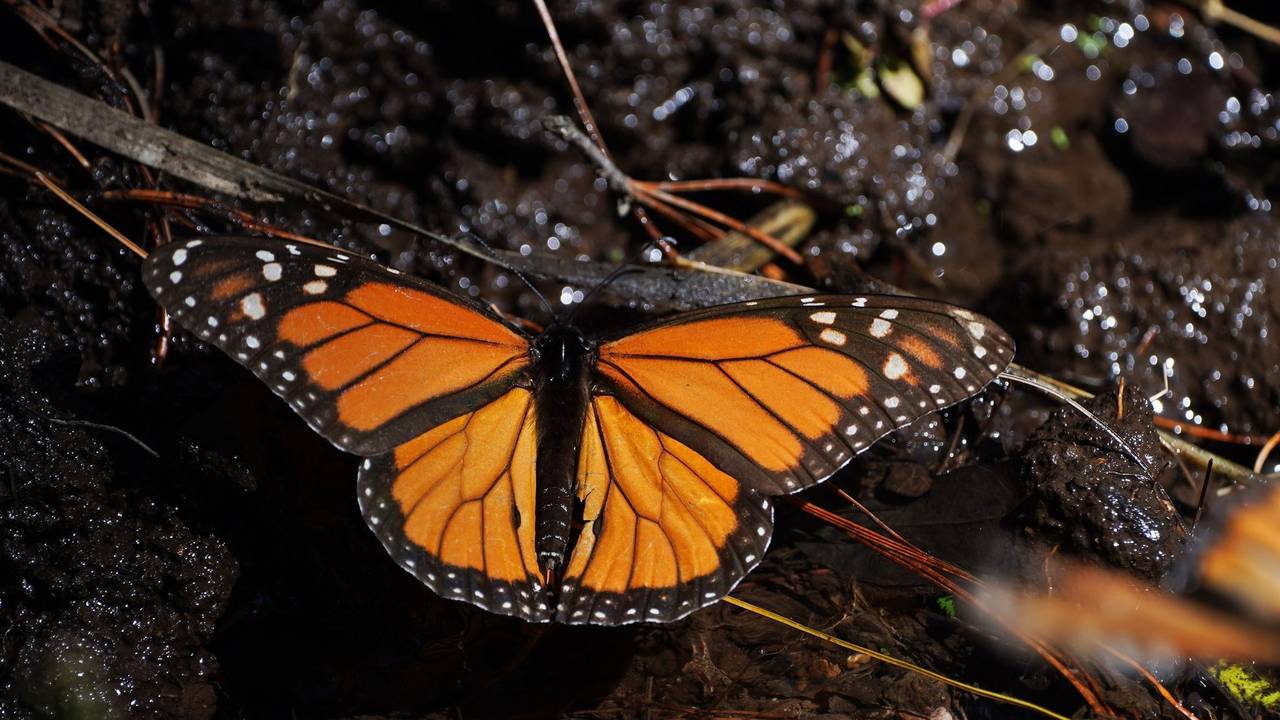 Monarchfalter in Mexiko