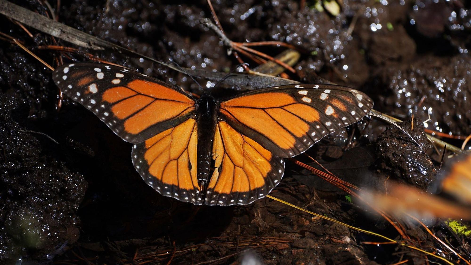 Monarchfalter in Mexiko