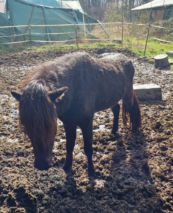 Ein Pferd steht im Matsch auf einer Koppel, auf der kein Gras wächst.