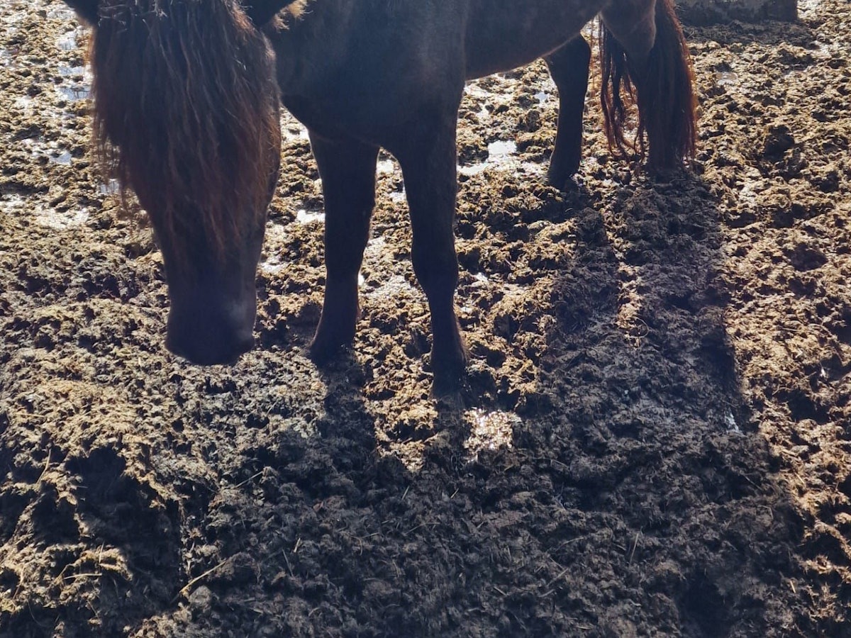 Ein Pferd steht im Matsch auf einer Koppel, auf der kein Gras wächst.