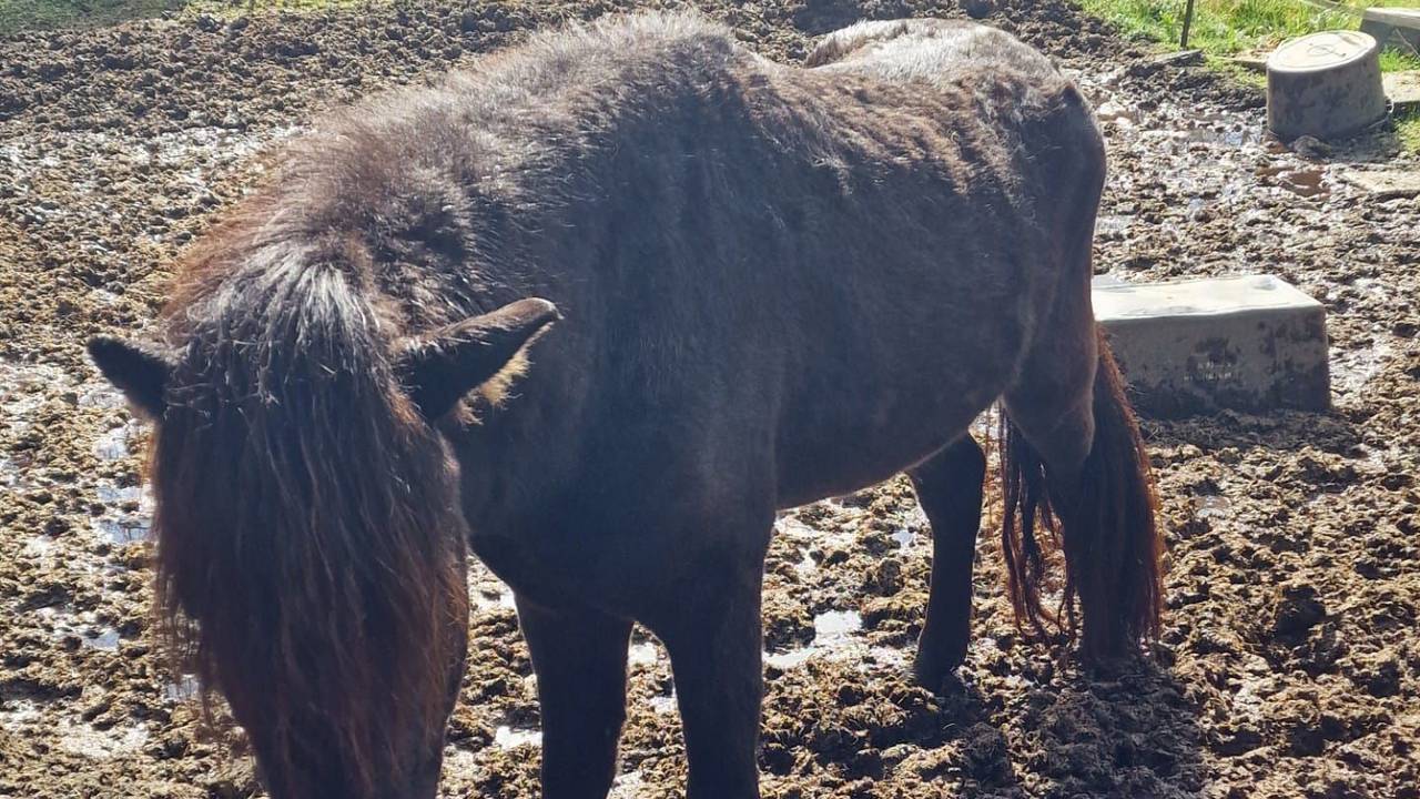 Ein Pferd steht im Matsch auf einer Koppel, auf der kein Gras wächst.