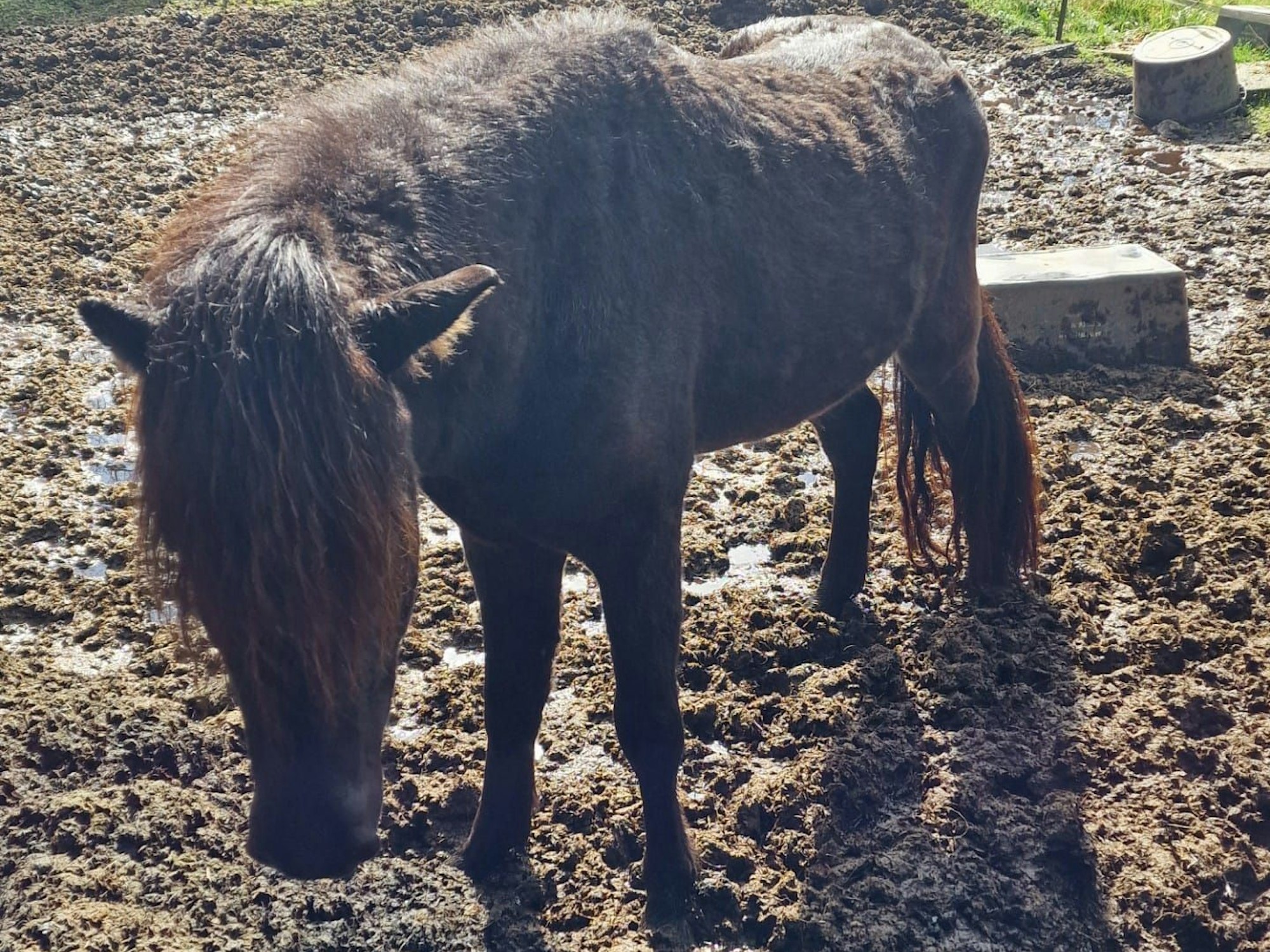 Ein Pferd steht im Matsch auf einer Koppel, auf der kein Gras wächst.
