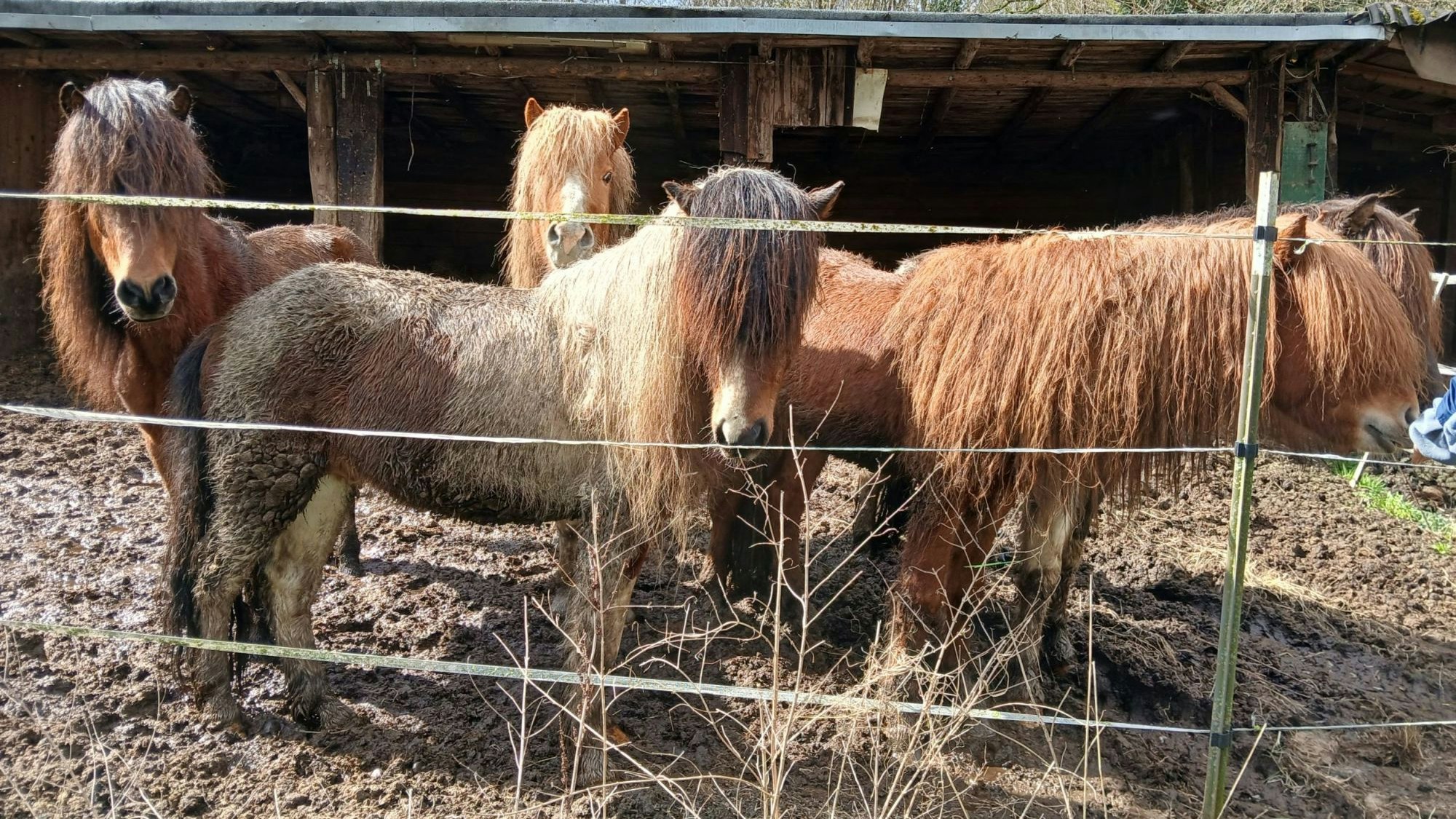 Vier Pferde stehen auf einer matschigen Koppel, ihr Fell ist ungepflegt.