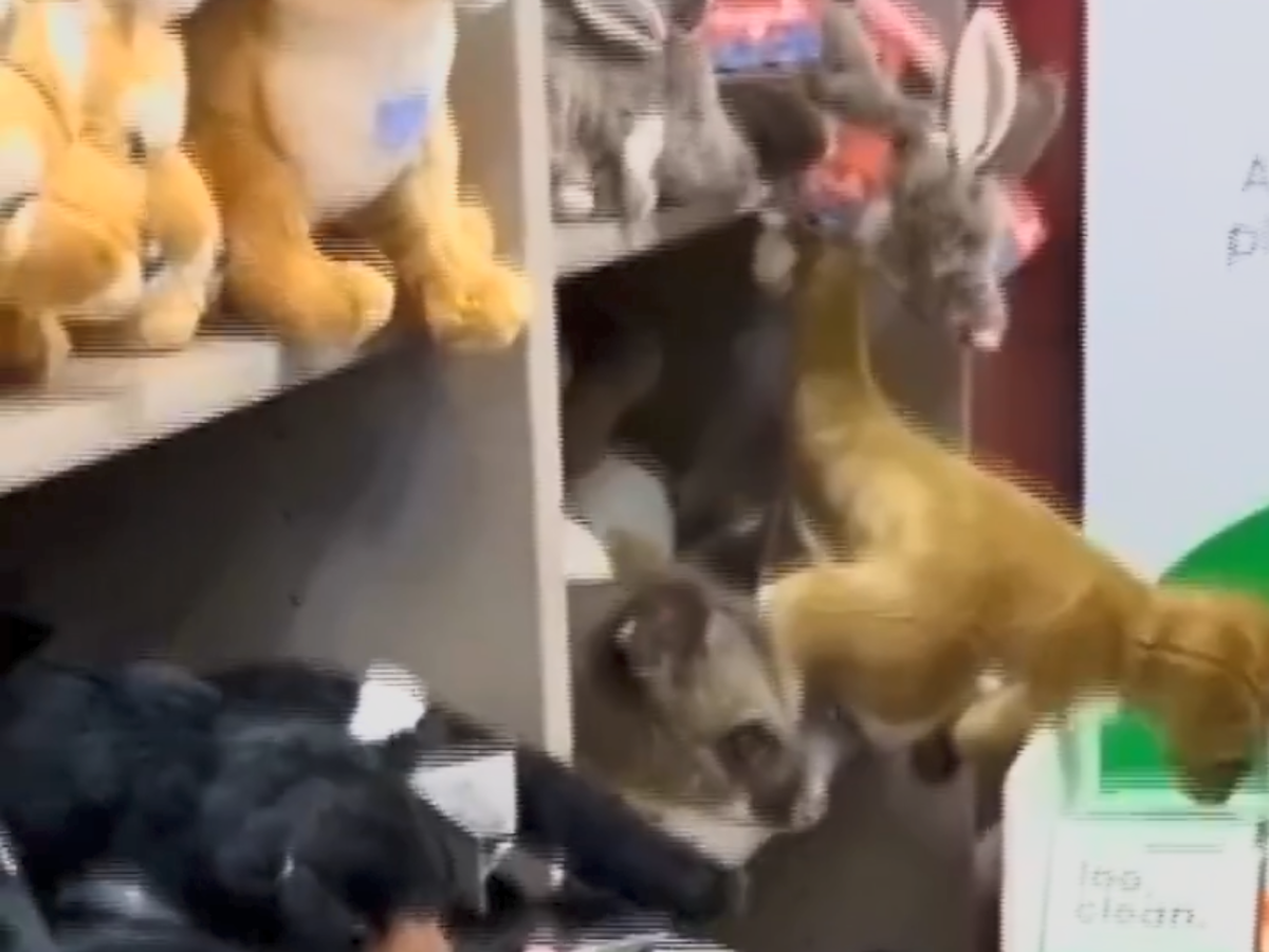 Ein Fluggast entdeckte ein lebendes Opossum in einem Spielzeugregal.