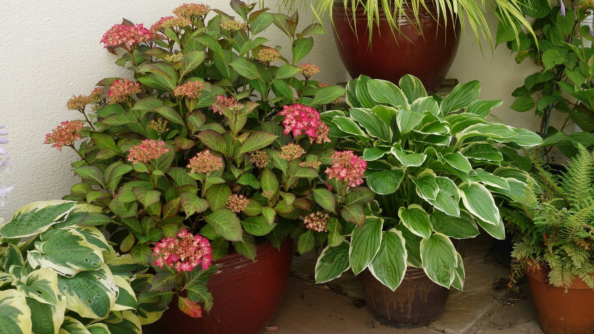 Kübelpflanzen wie Hortensie, Funkie (Hosta) und Grünlilie stehen auf einem Balkon