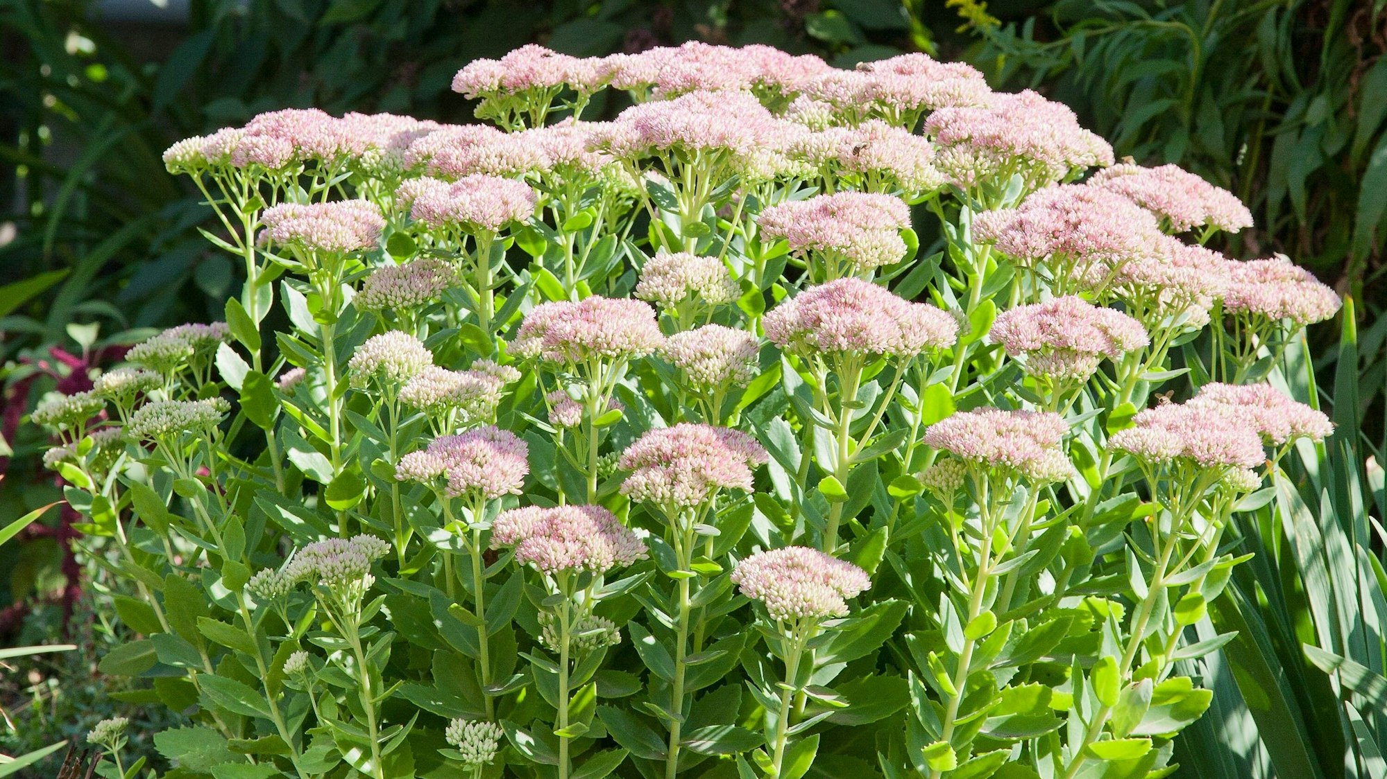 Mediterrane Pflanzen lieben die Hitze und Trockenheit - auch die Fetthenne (Sedum) mag solche Bedingungen.