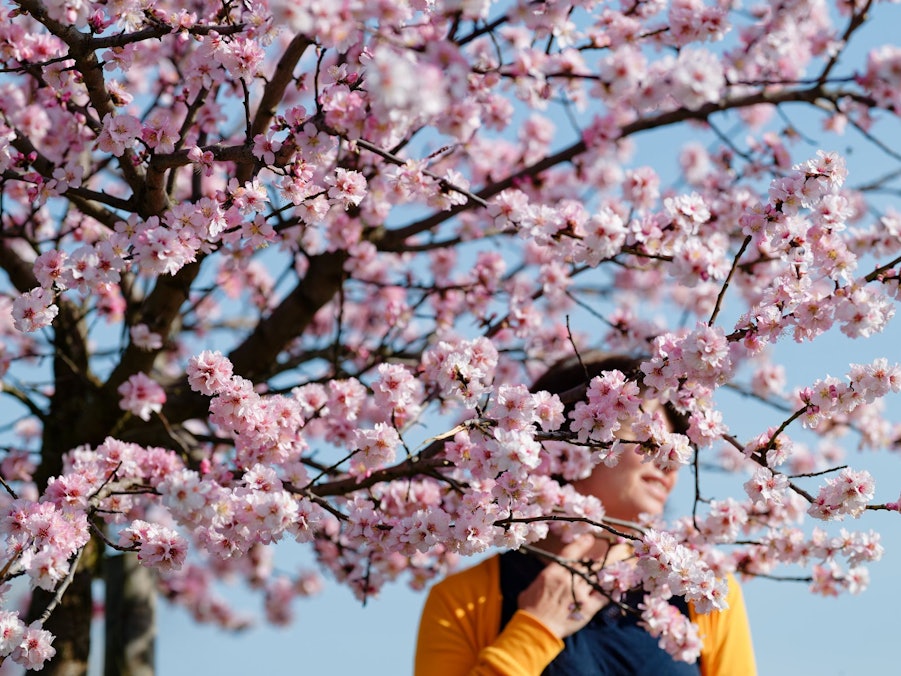 Eine Frau steht zwischen Blüten eines Mandelbaums