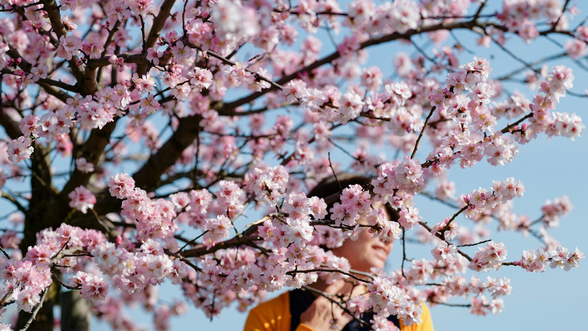 Eine Frau steht zwischen Blüten eines Mandelbaums