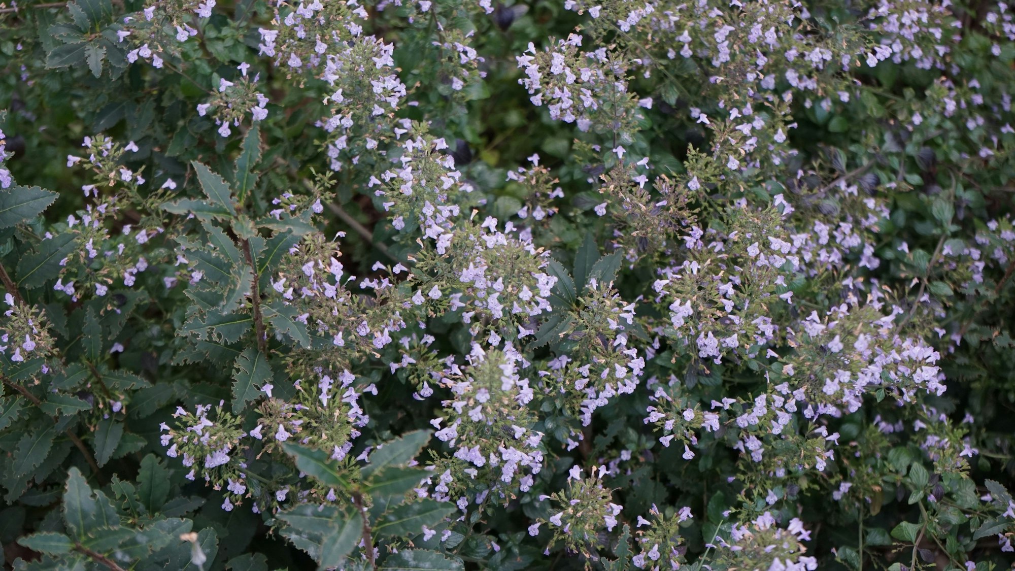 Bergminze - Calamintha nepeta