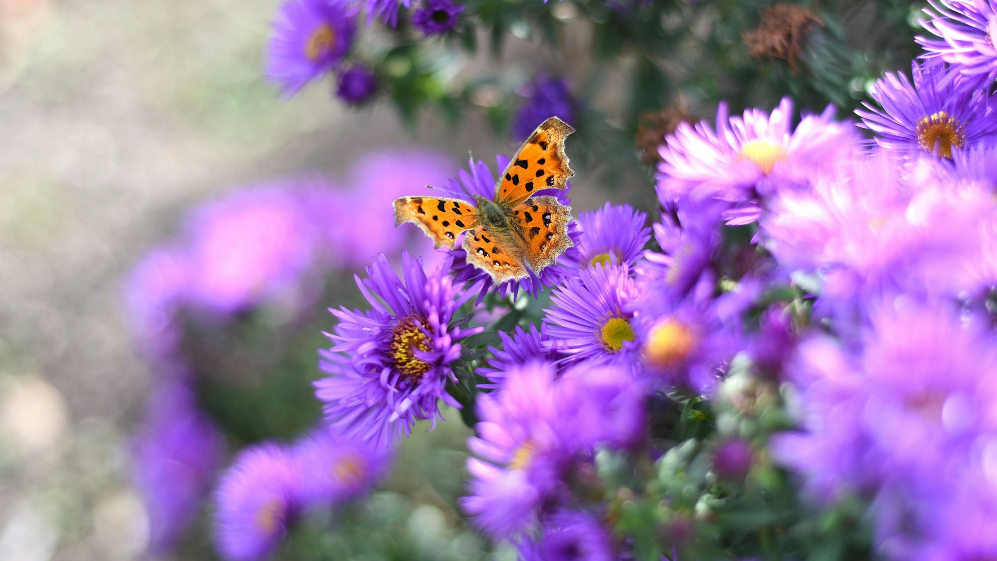 Schönaster (Kalimeris incisa), die Staude des Jahres 2026
