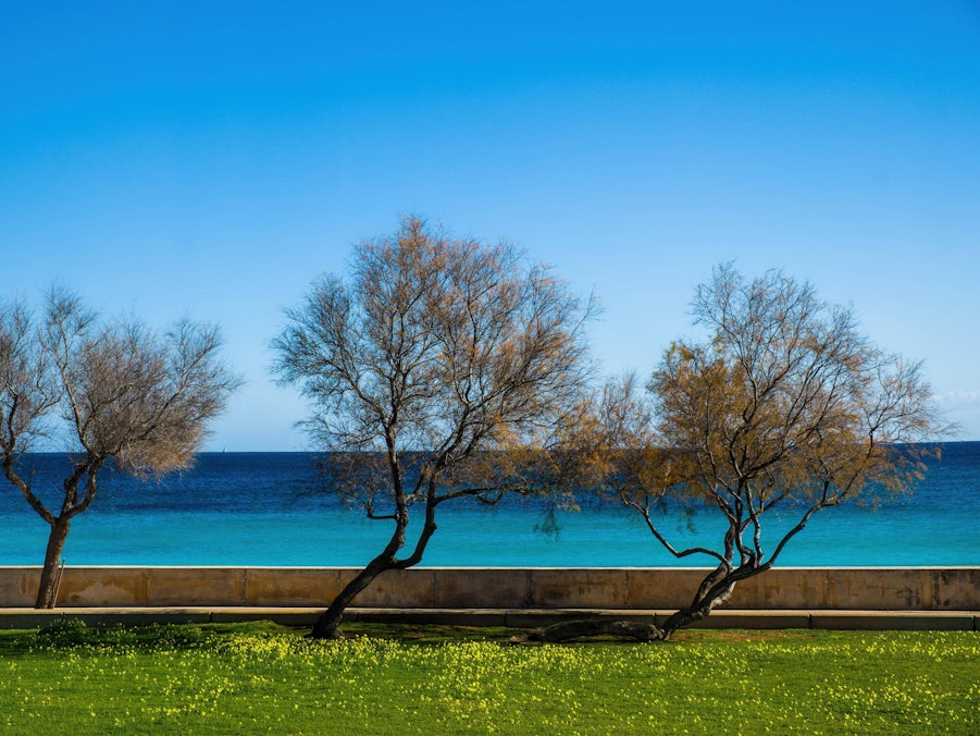 Drei Bäume am Meer mit Strandpromenade und Wiese