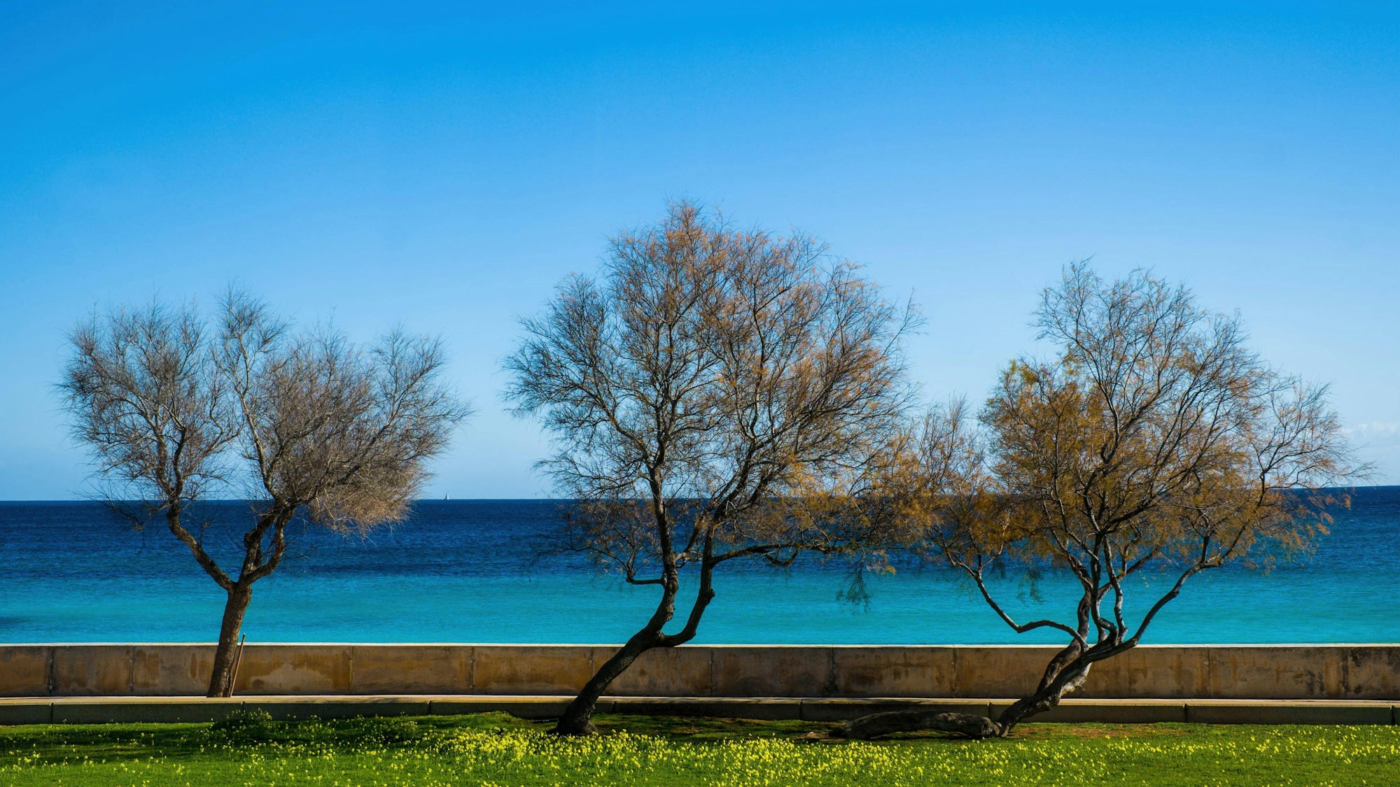Drei Bäume am Meer mit Strandpromenade und Wiese
