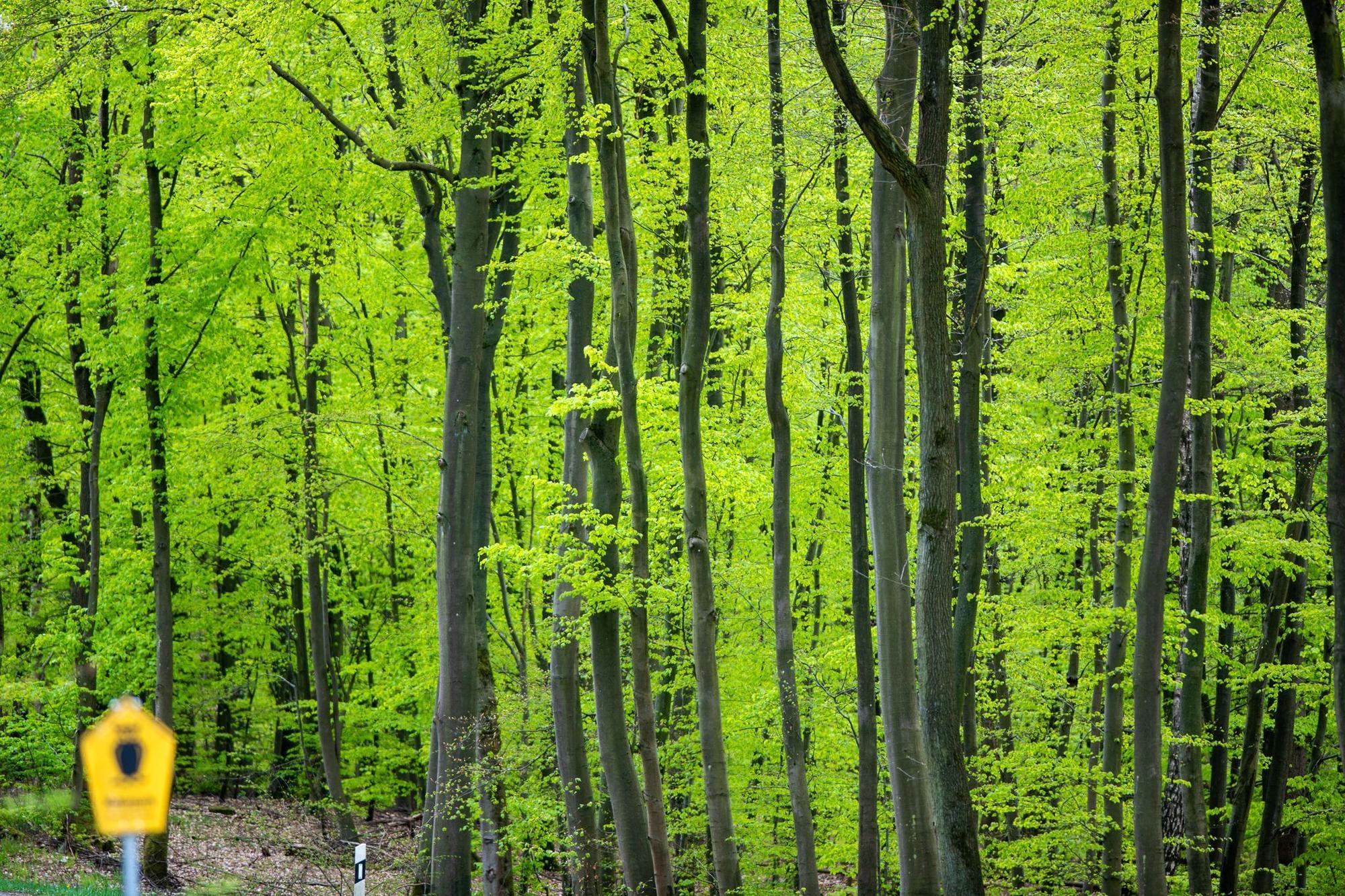 Buchenwald im Frühling