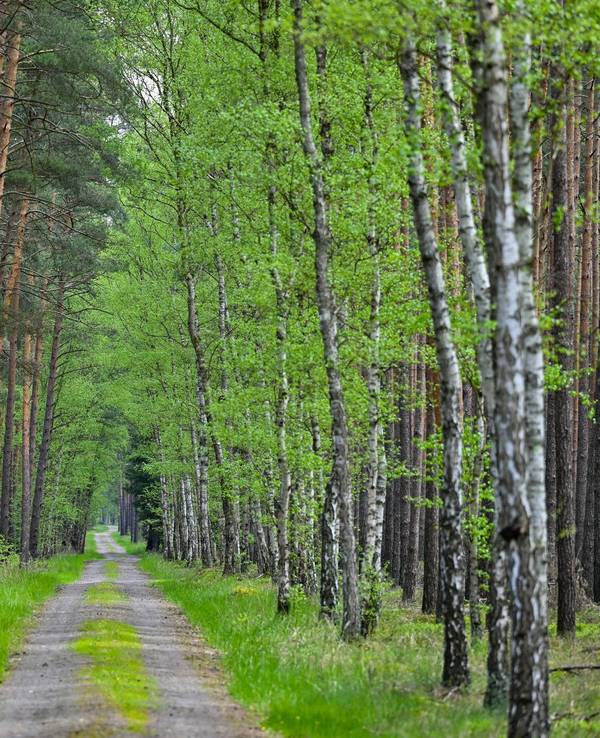 Frühling im Wald