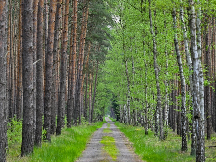 Frühling im Wald