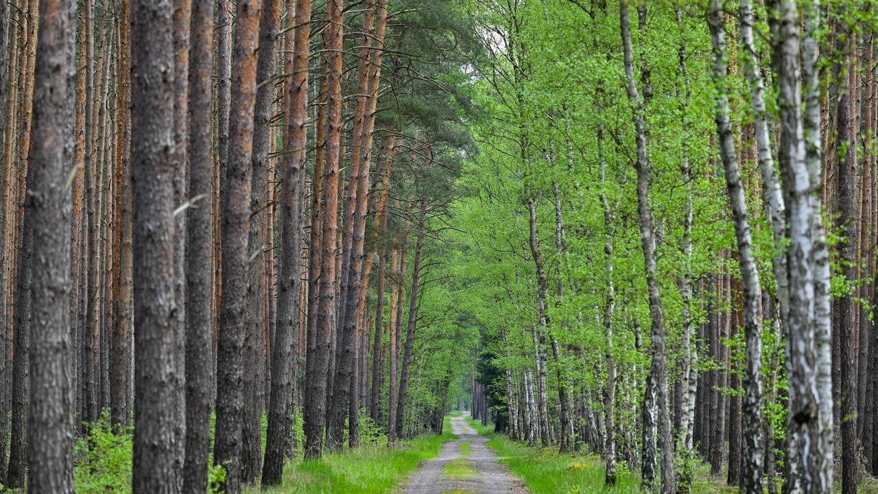 Frühling im Wald
