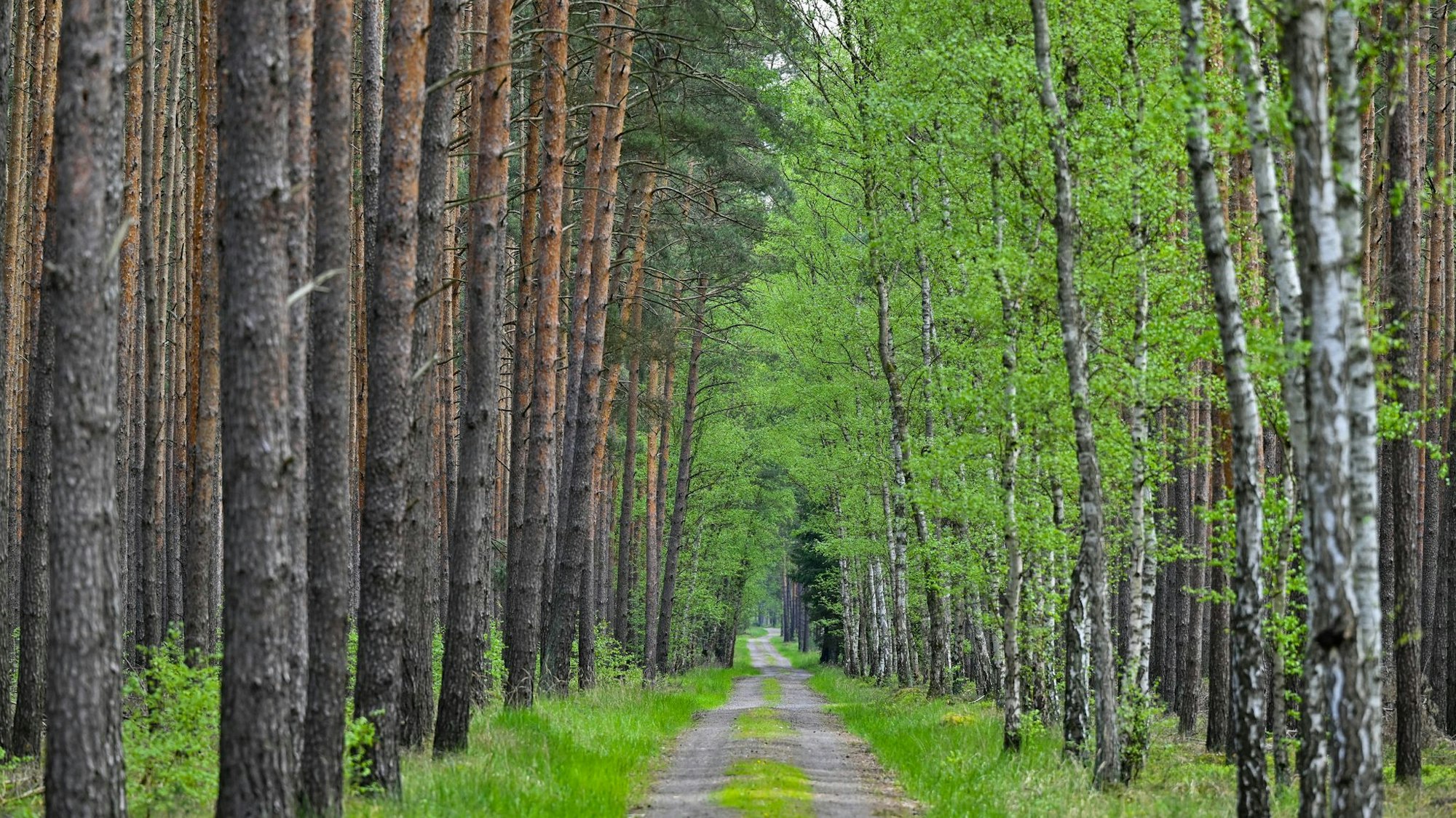 Frühling im Wald