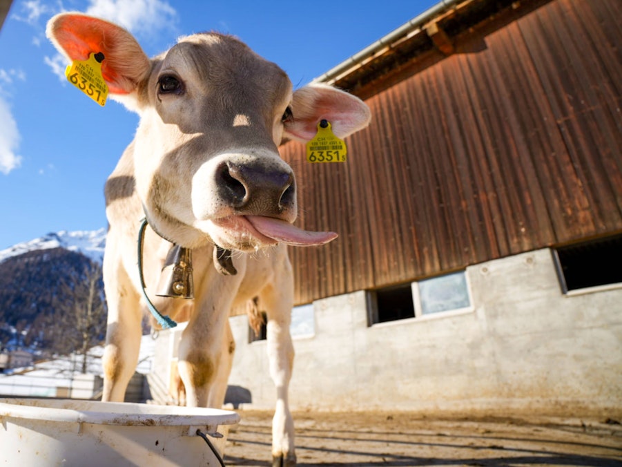 Kalb mit herausgestreckter Zunge