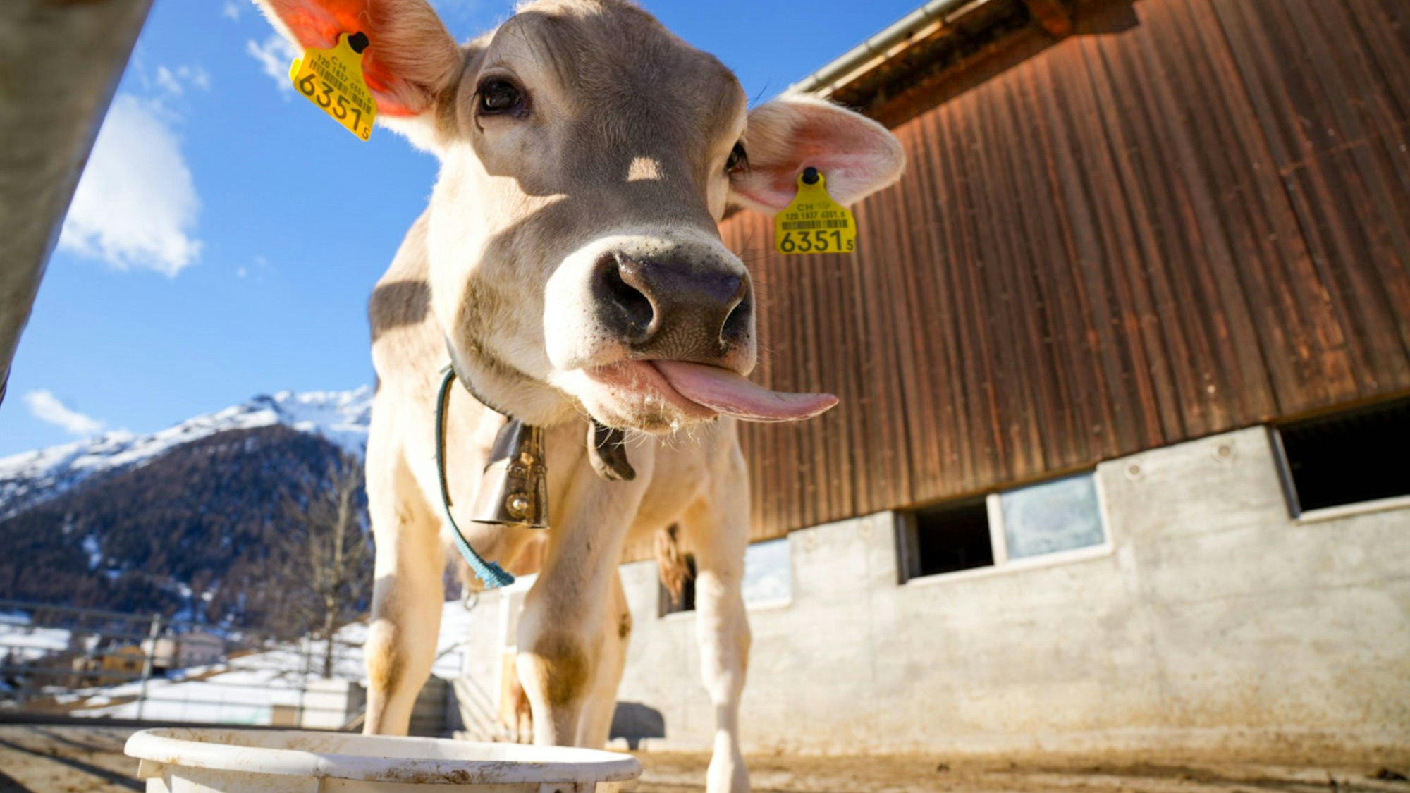 Kalb mit herausgestreckter Zunge