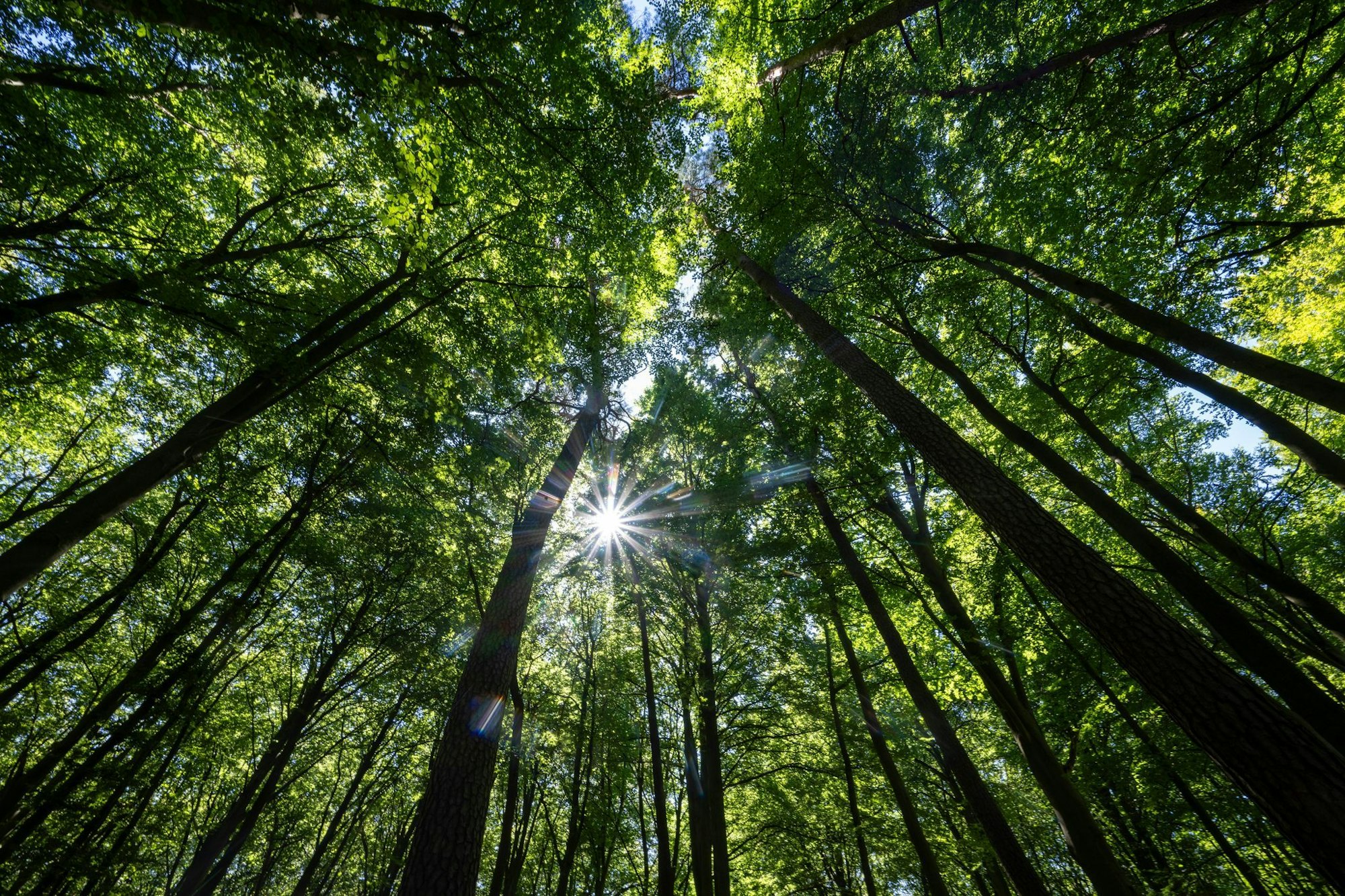 Mischwald in Brandenburg