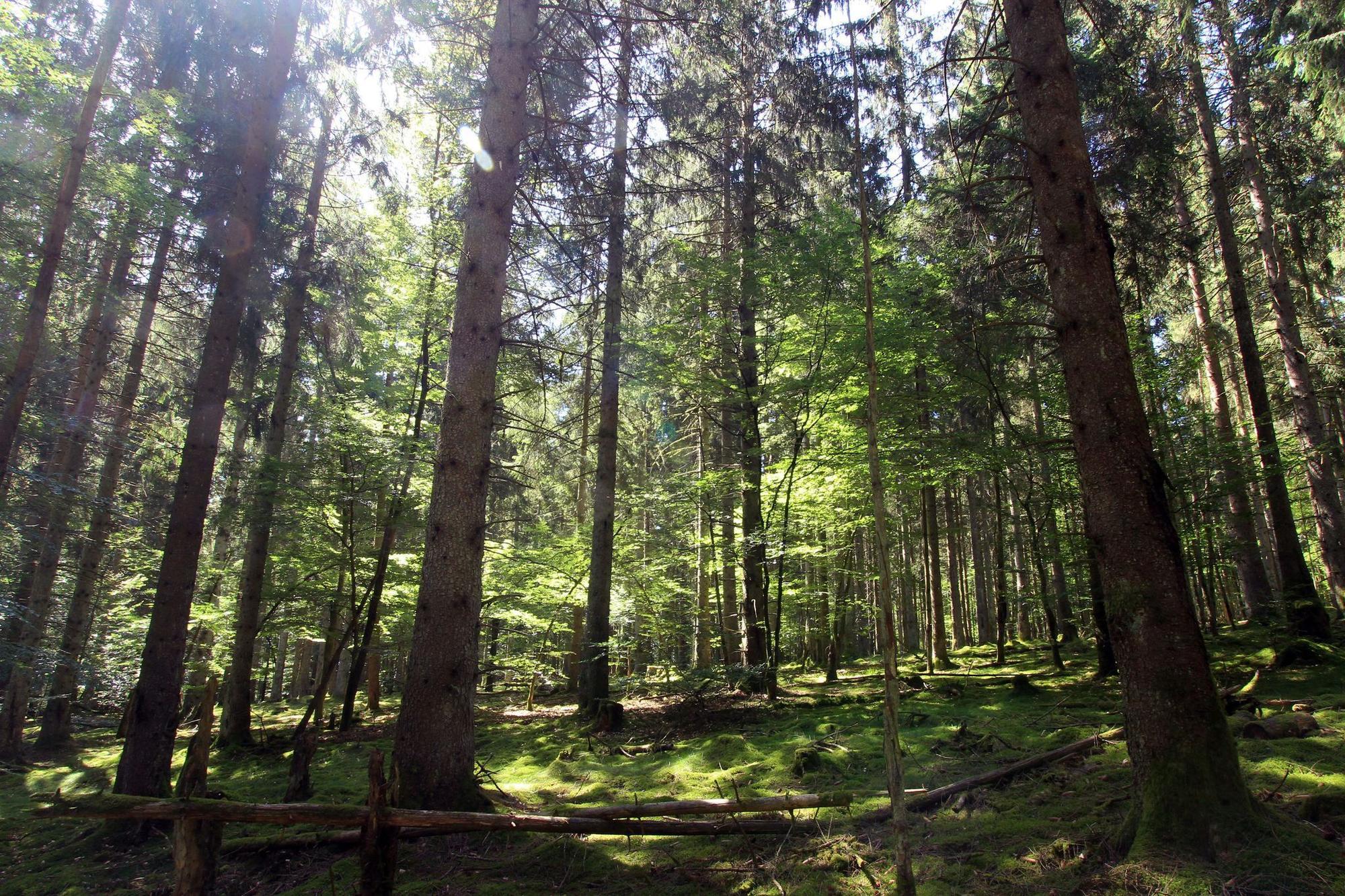 Deutschlands Jüngster: Der Nationalpark Hunsrück-Hochwald