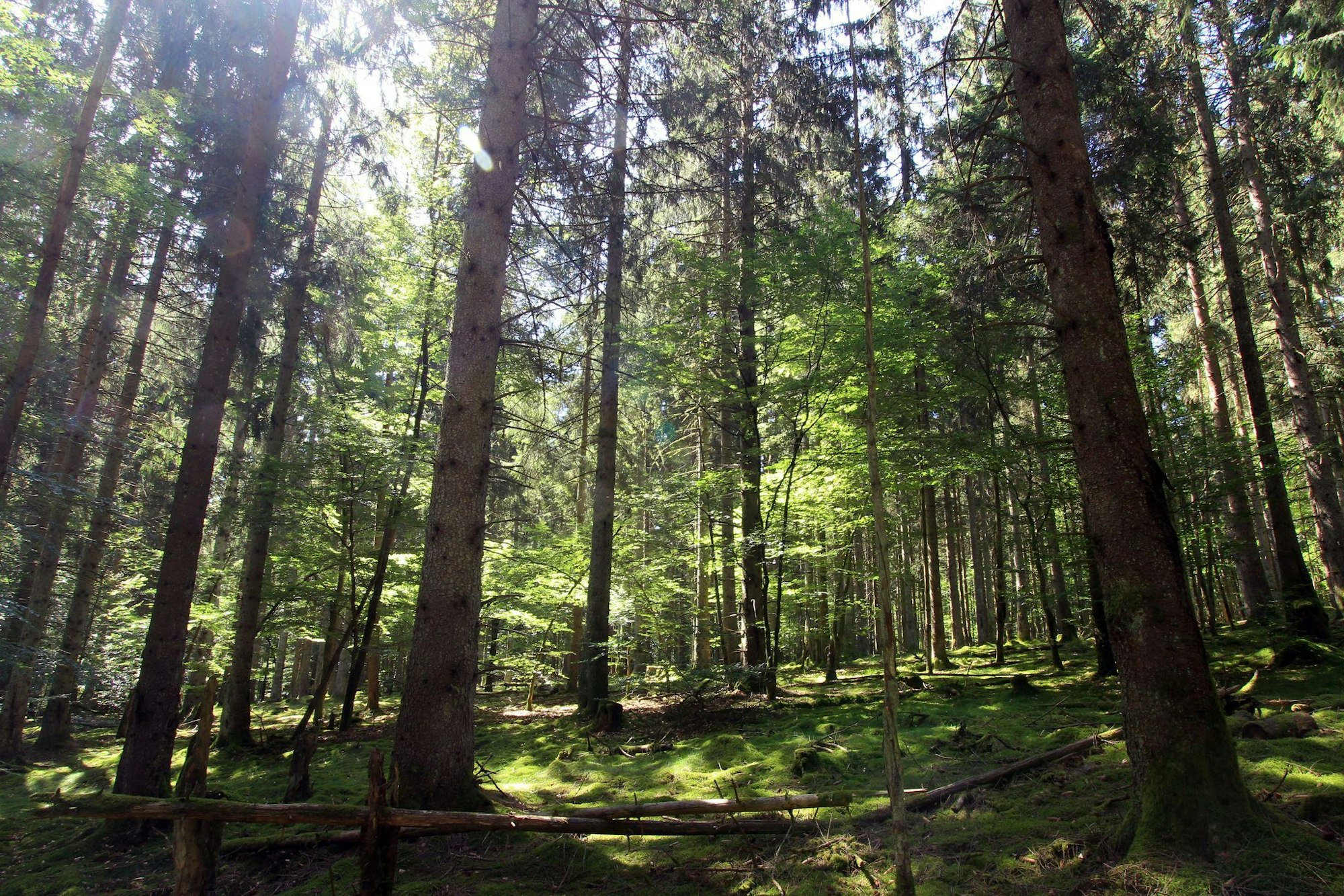Deutschlands Jüngster: Der Nationalpark Hunsrück-Hochwald