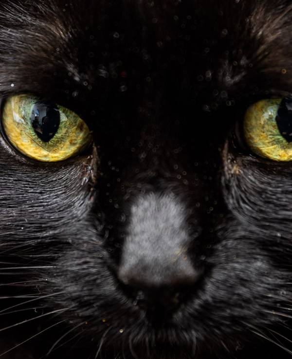 Schwarze Katze