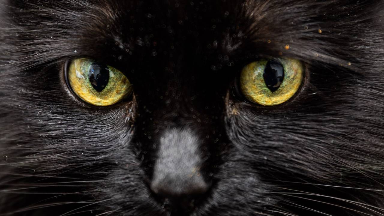 Schwarze Katze