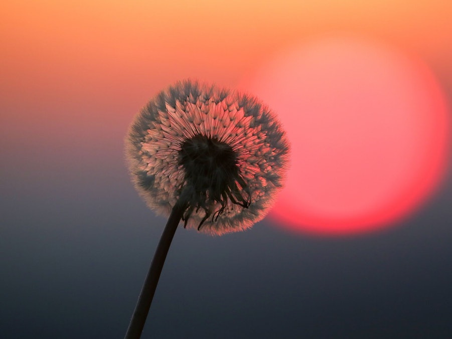 Hinter einer Puste leuchtet rot die Sonne