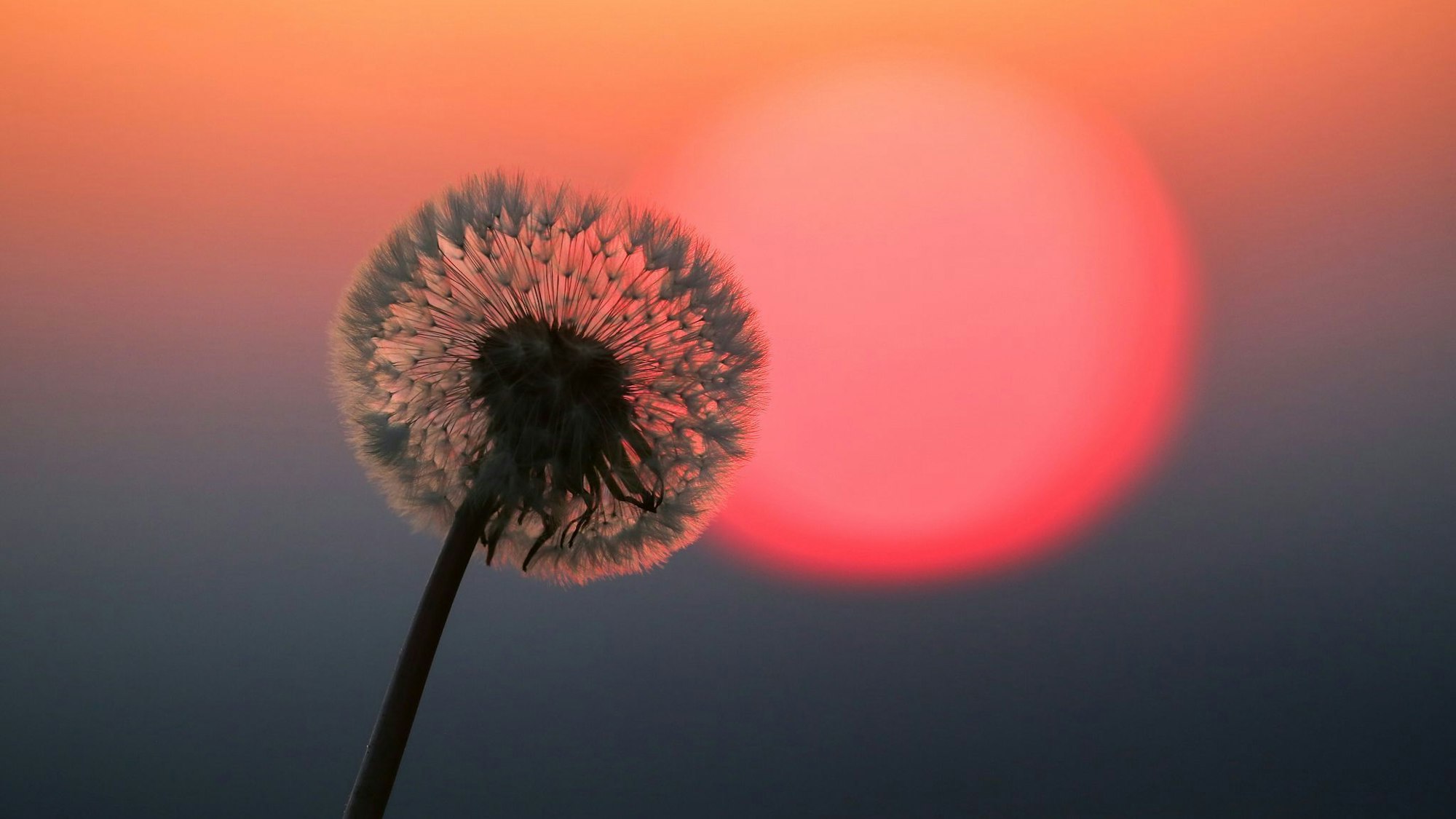 Hinter einer Puste leuchtet rot die Sonne
