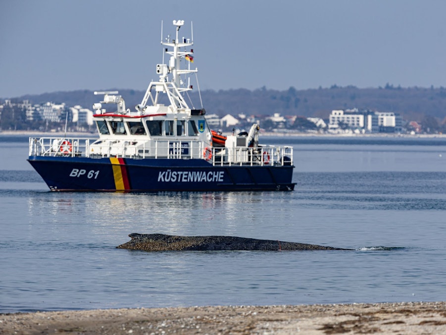 Wal an der Ostseeküste gestrandet – Rettung läuft