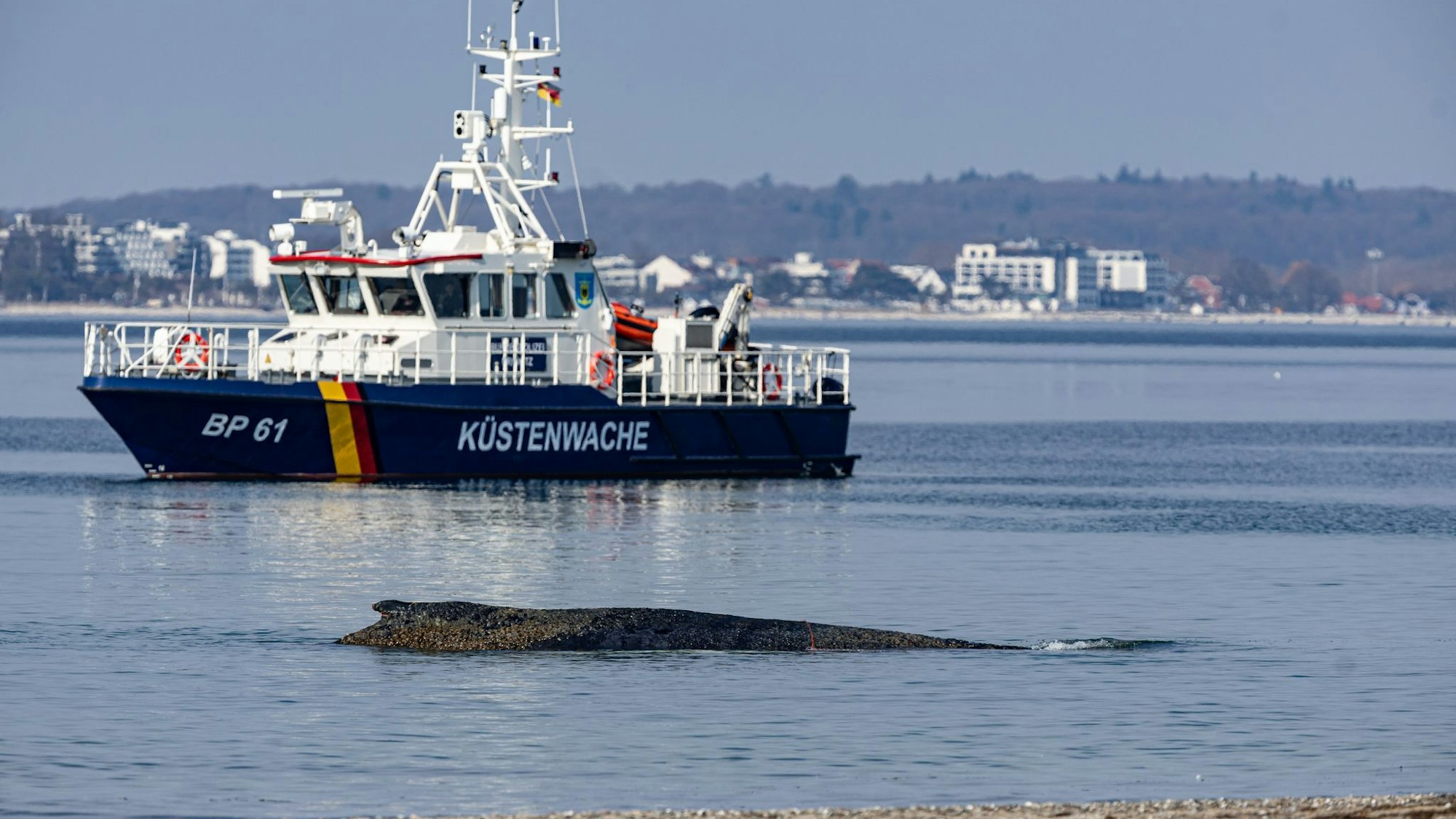 Wal an der Ostseeküste gestrandet – Rettung läuft